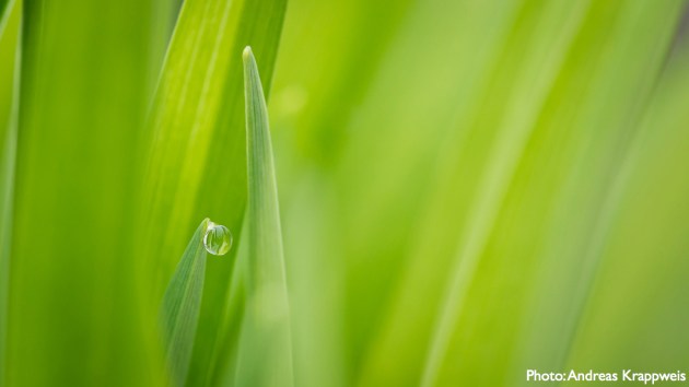 netfish-20130301-purity-1280