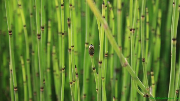 netfish-20131115-derivative-1280